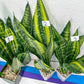 Sansevieria Futra Americano Gold | Very Rare Imported | Great For Indoor