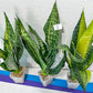 Sansevieria Futra Americano Gold | Very Rare Imported | Great For Indoor