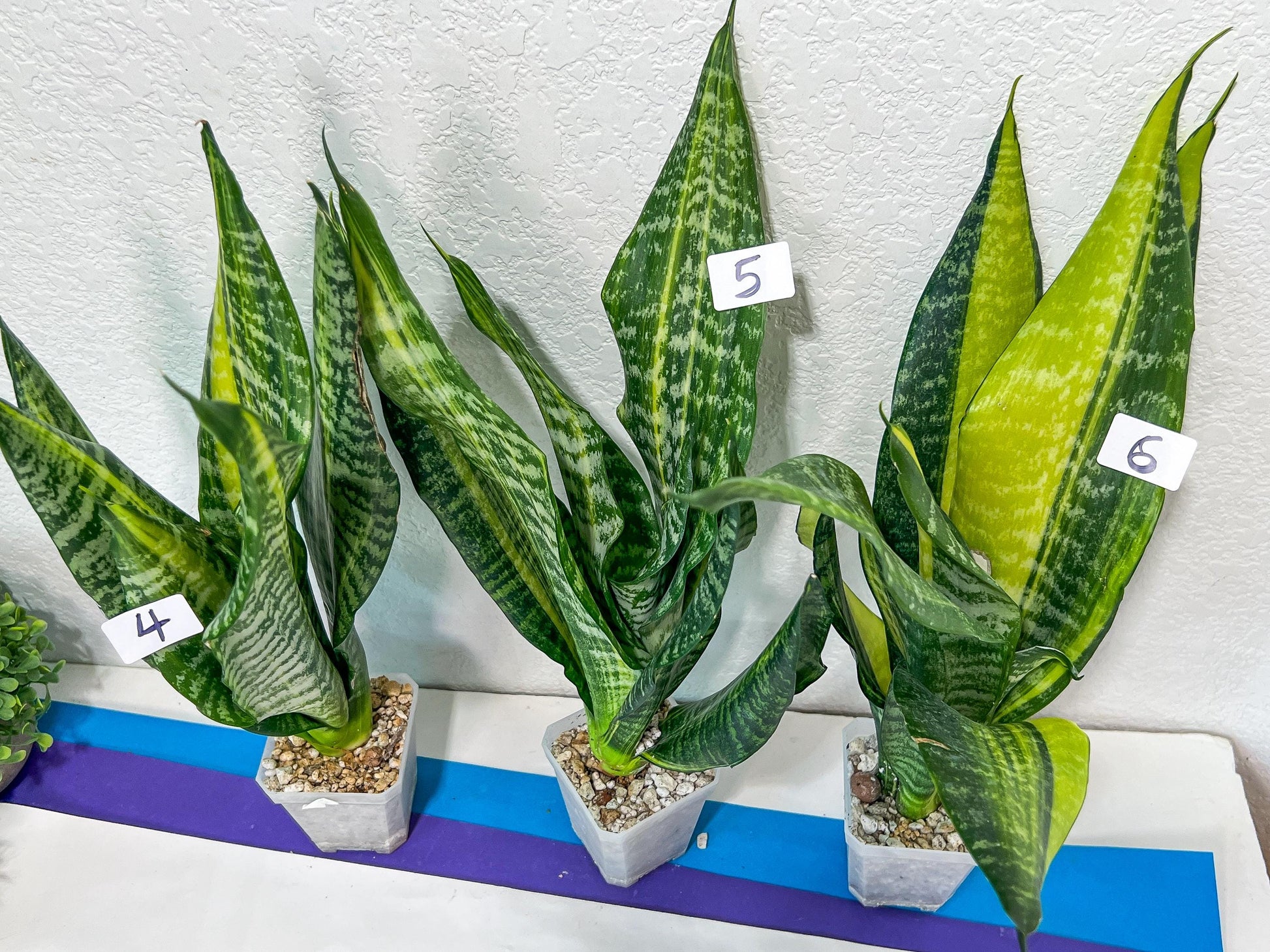 Sansevieria Futra Americano Gold | Very Rare Imported | Great For Indoor