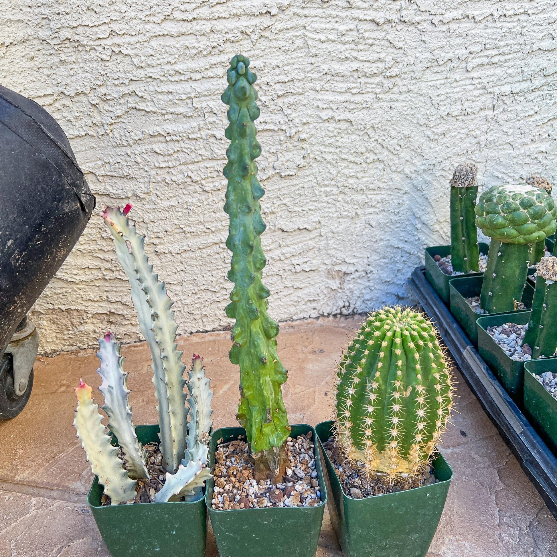 Rare Cactus Collections (C4/1~3) | Plant names listed in descriptions | 3.5" Pot