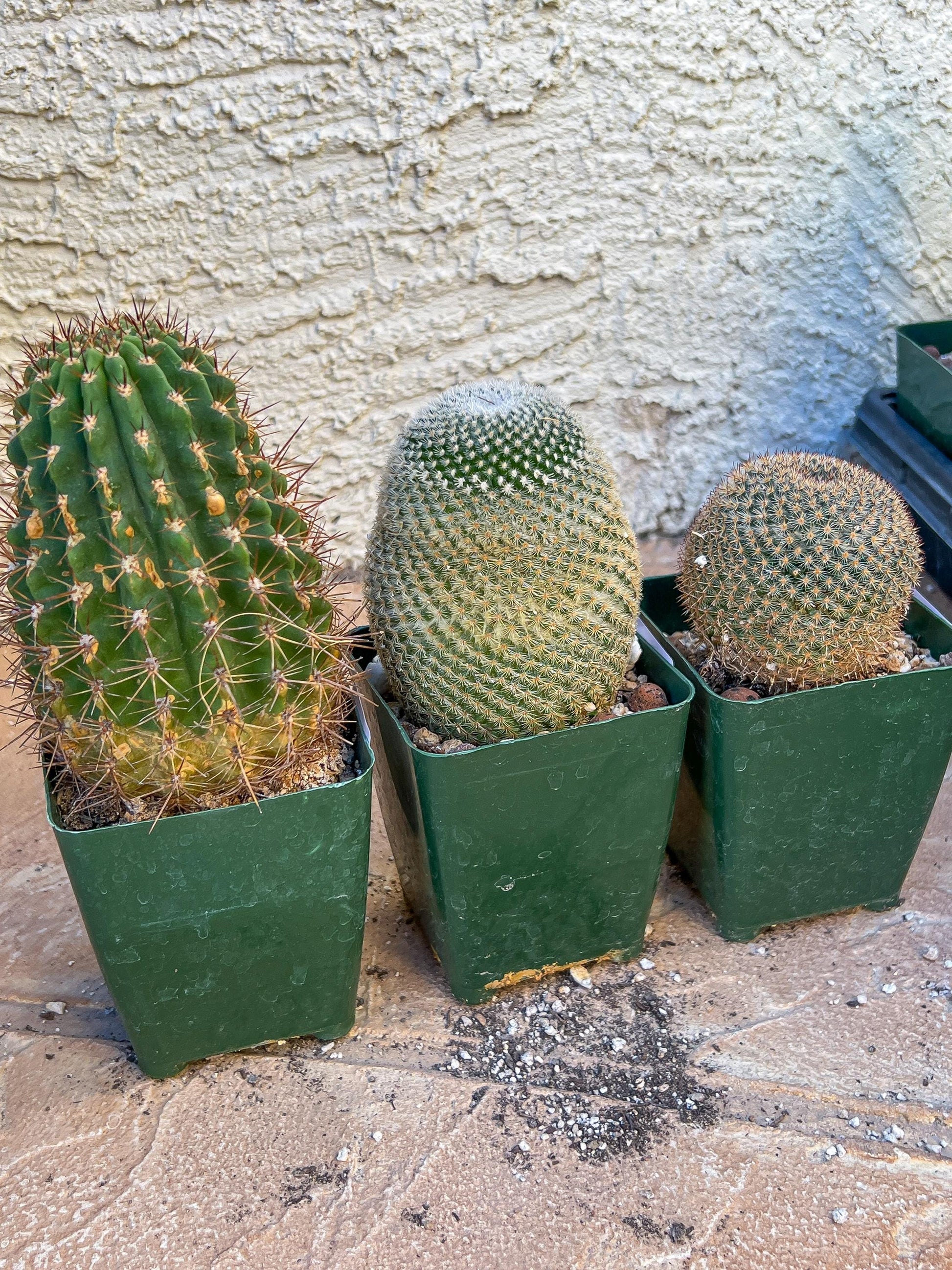 Rare Cactus Collections (C2/4~9) | Plant names listed in descriptions | 3.5" Pot