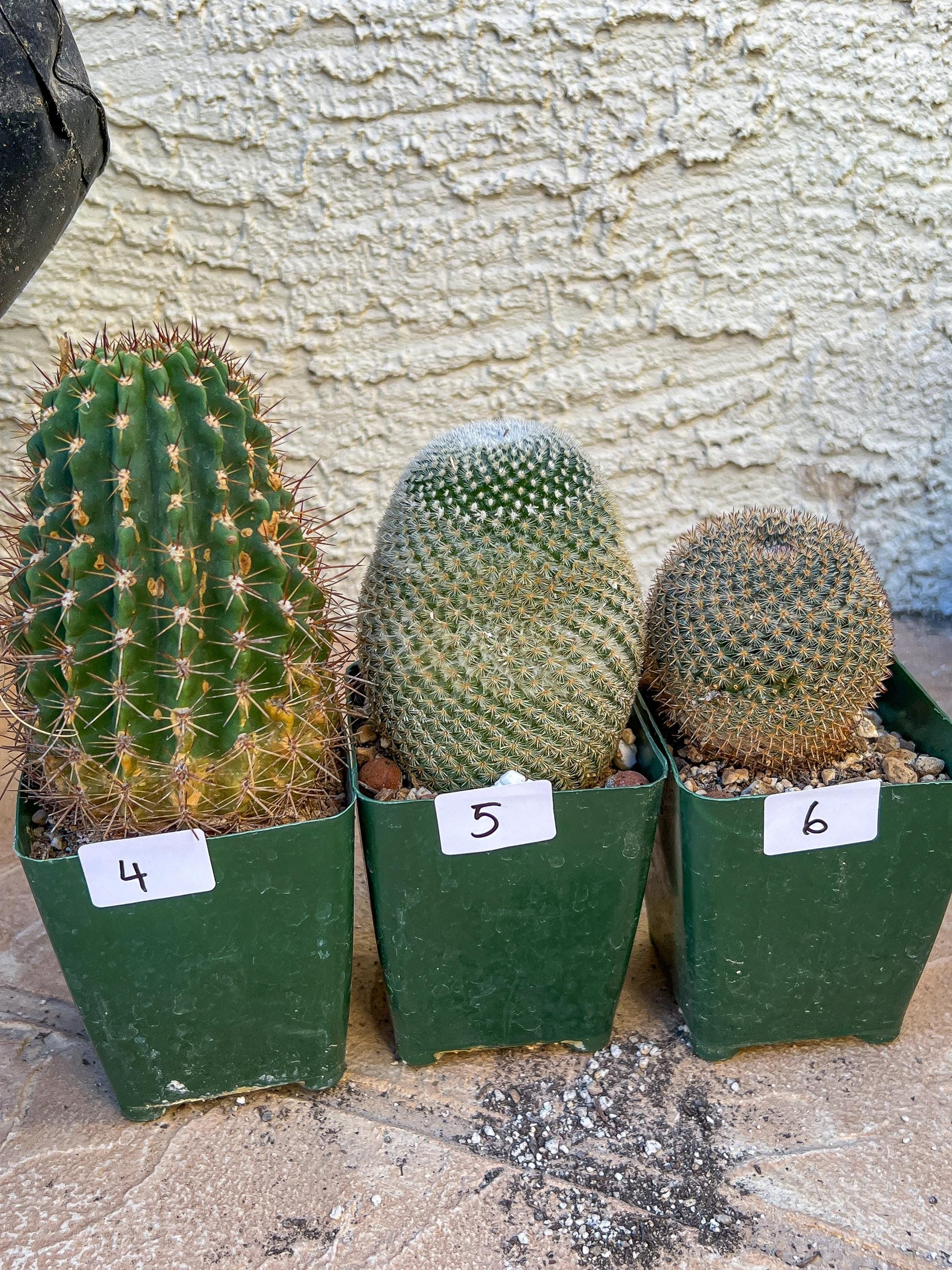 Rare Cactus Collections (C2/4~9) | Plant names listed in descriptions | 3.5" Pot