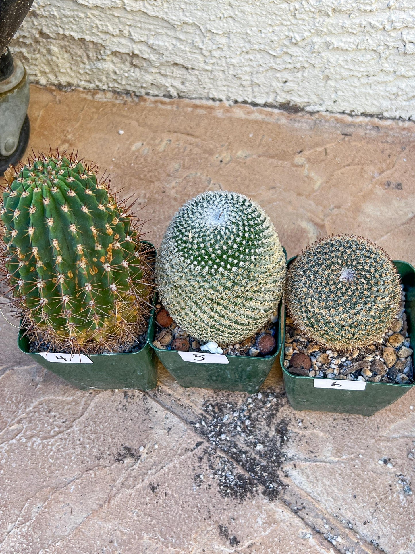 Rare Cactus Collections (C2/4~9) | Plant names listed in descriptions | 3.5" Pot