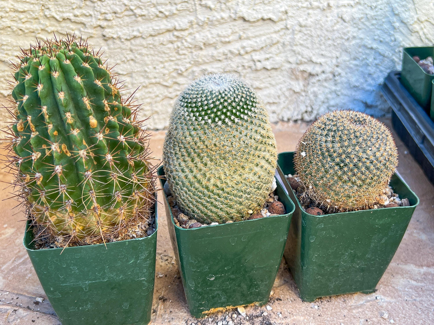 Rare Cactus Collections (C2/4~9) | Plant names listed in descriptions | 3.5" Pot