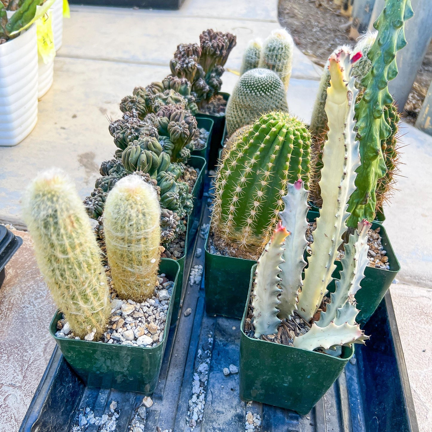 Rare Cactus Collections (C2/4~9) | Plant names listed in descriptions | 3.5" Pot