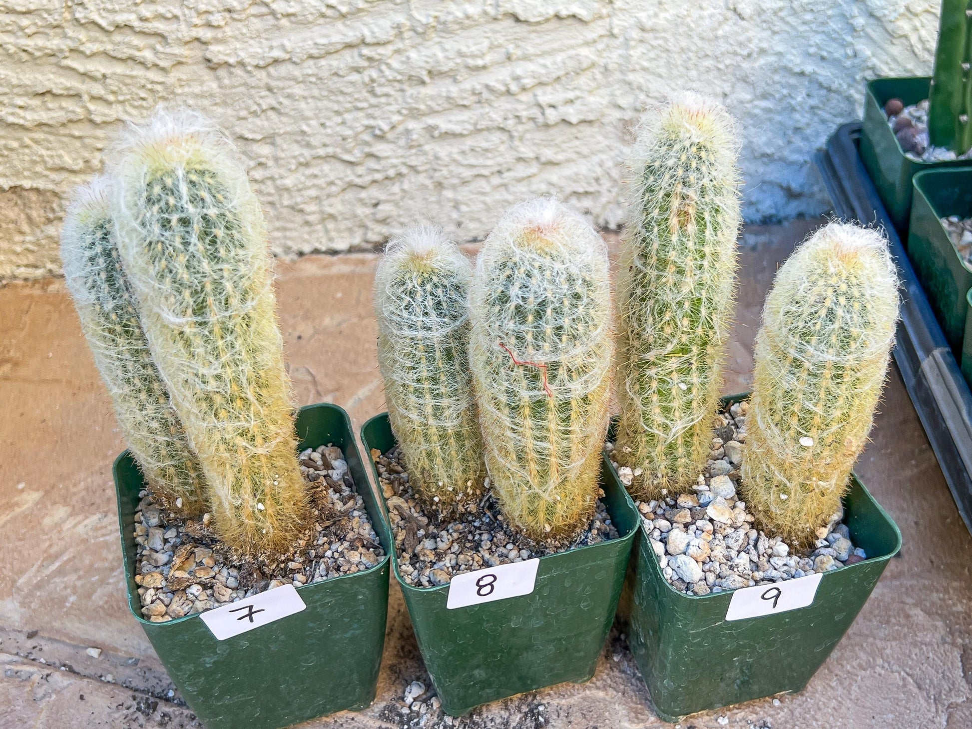 Rare Cactus Collections (C2/4~9) | Plant names listed in descriptions | 3.5" Pot