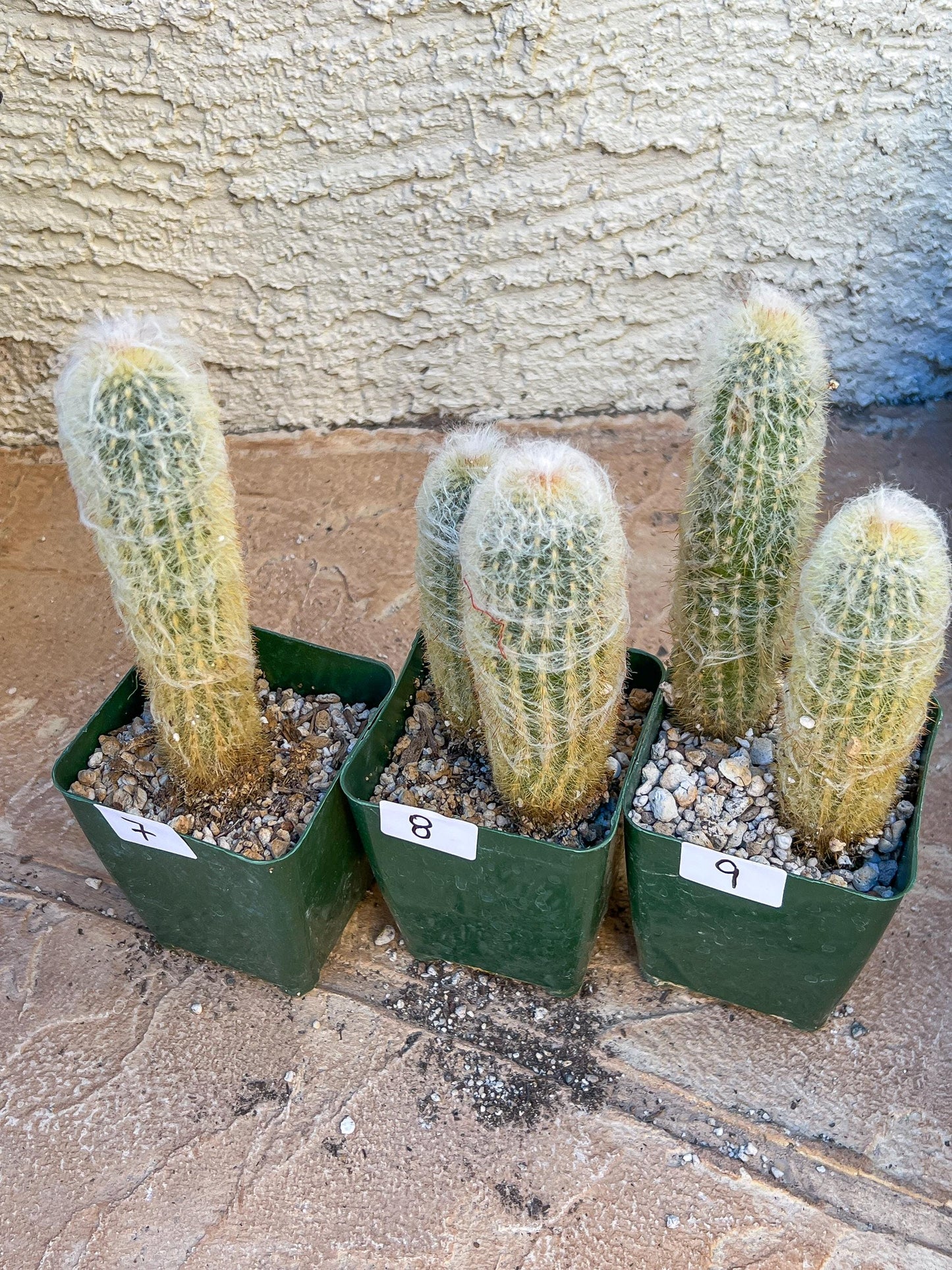 Rare Cactus Collections (C2/4~9) | Plant names listed in descriptions | 3.5" Pot