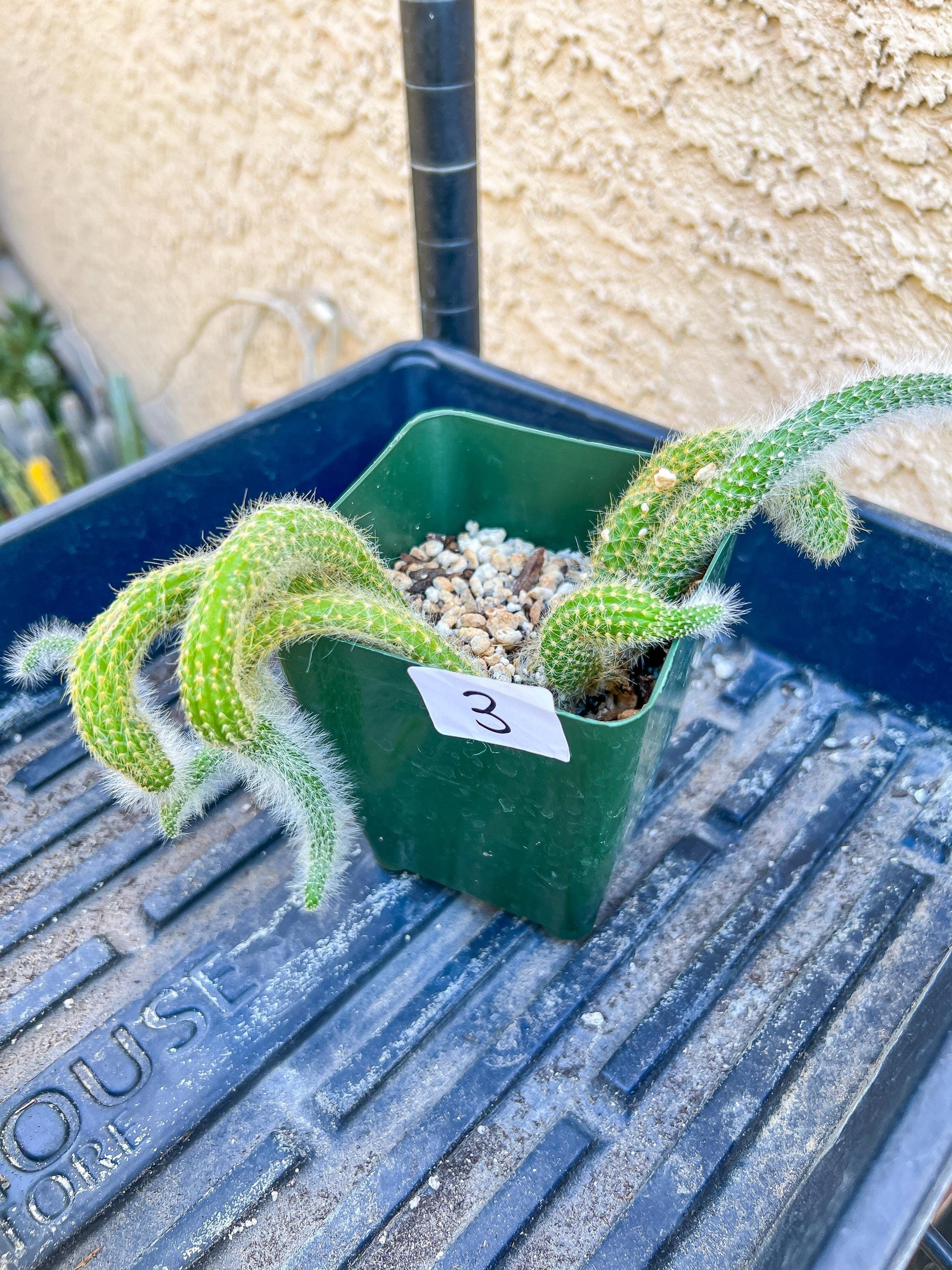 Rare Cactus Collections (C5/1~9) | Plant names listed in descriptions | 3.5" Pot