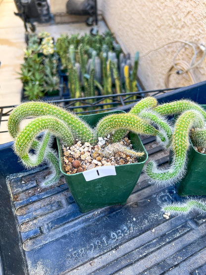 Rare Cactus Collections (C5/1~9) | Plant names listed in descriptions | 3.5" Pot