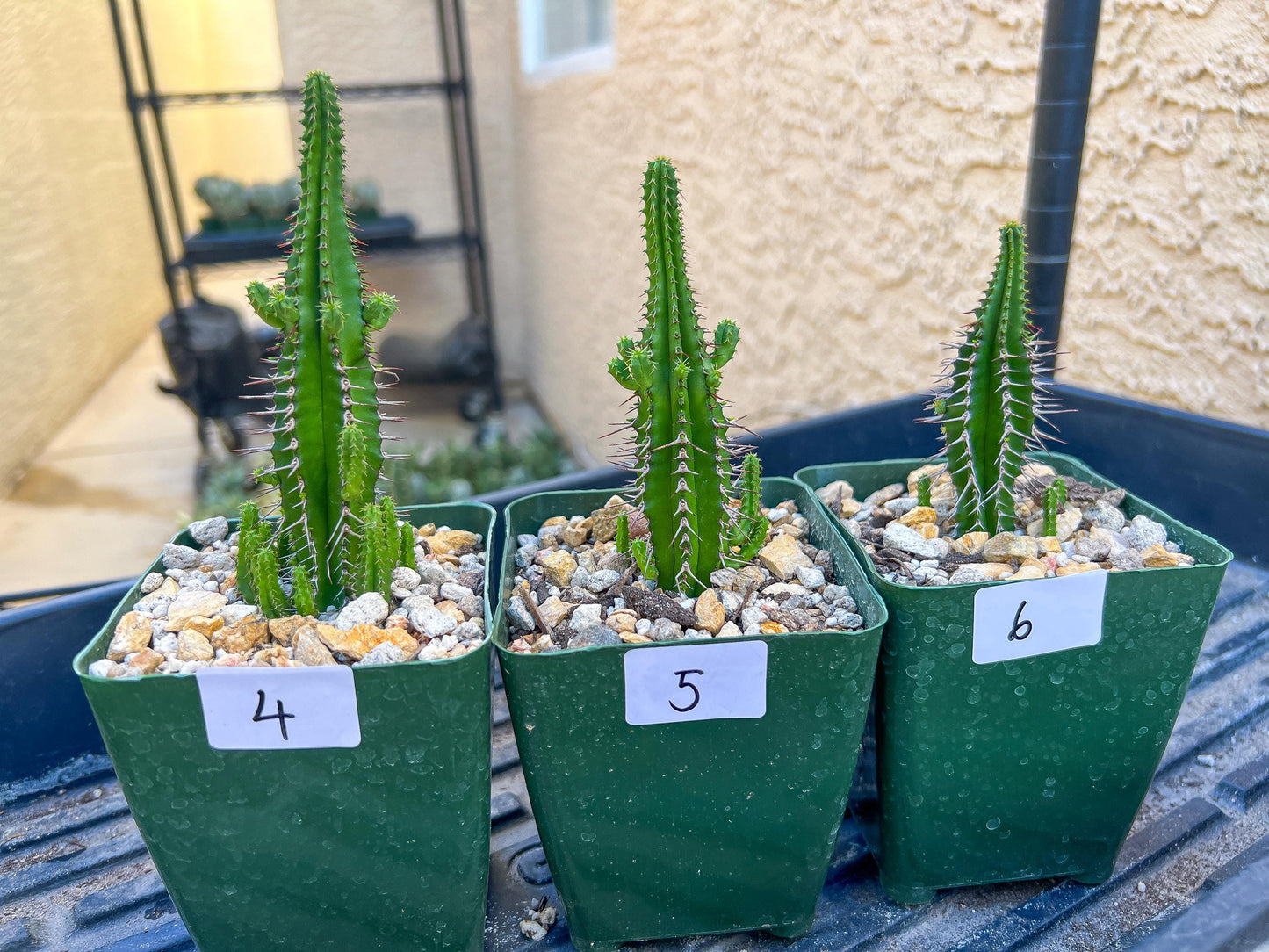 Rare Cactus Collections (C5/1~9) | Plant names listed in descriptions | 3.5" Pot