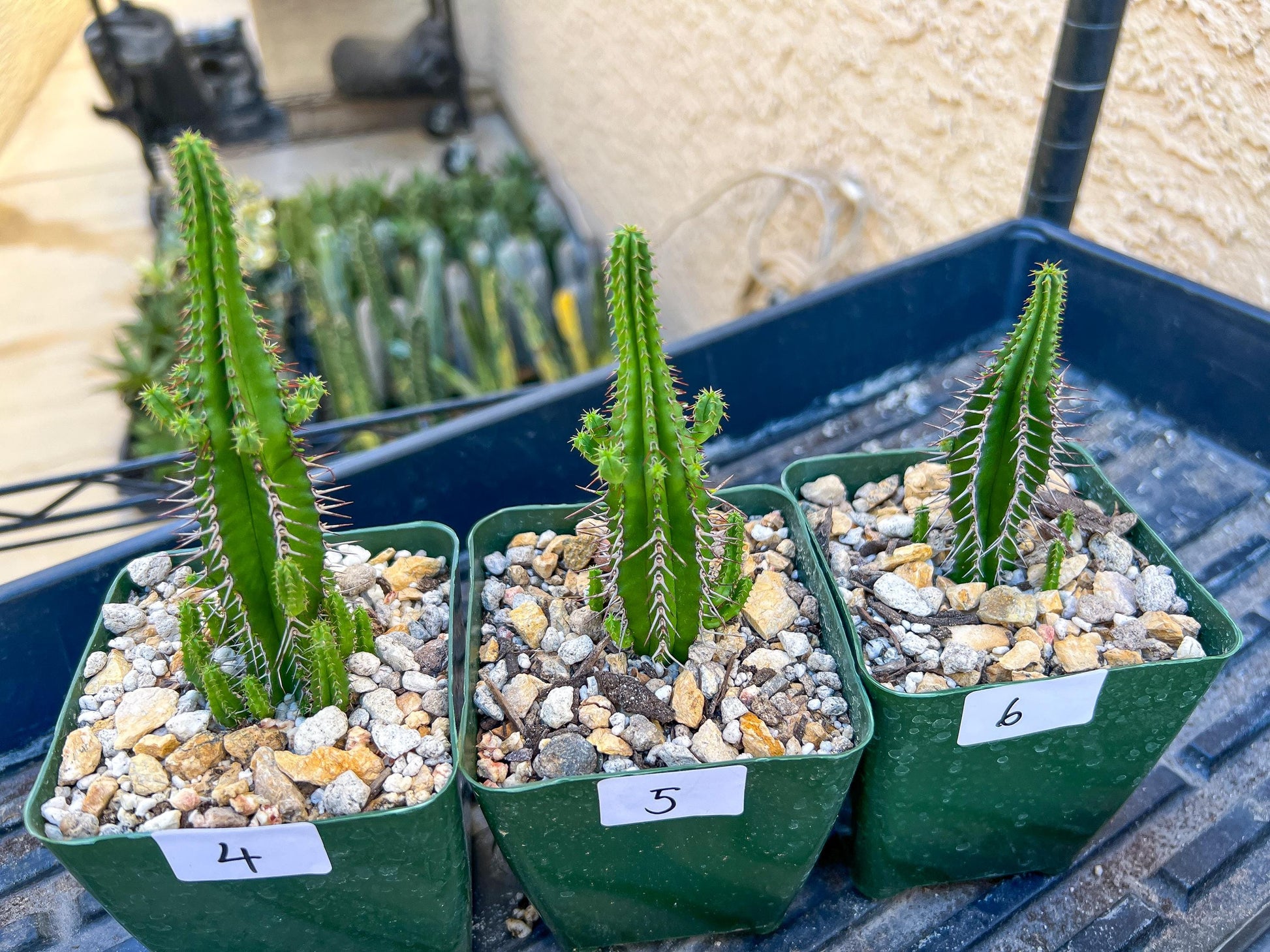 Rare Cactus Collections (C5/1~9) | Plant names listed in descriptions | 3.5" Pot