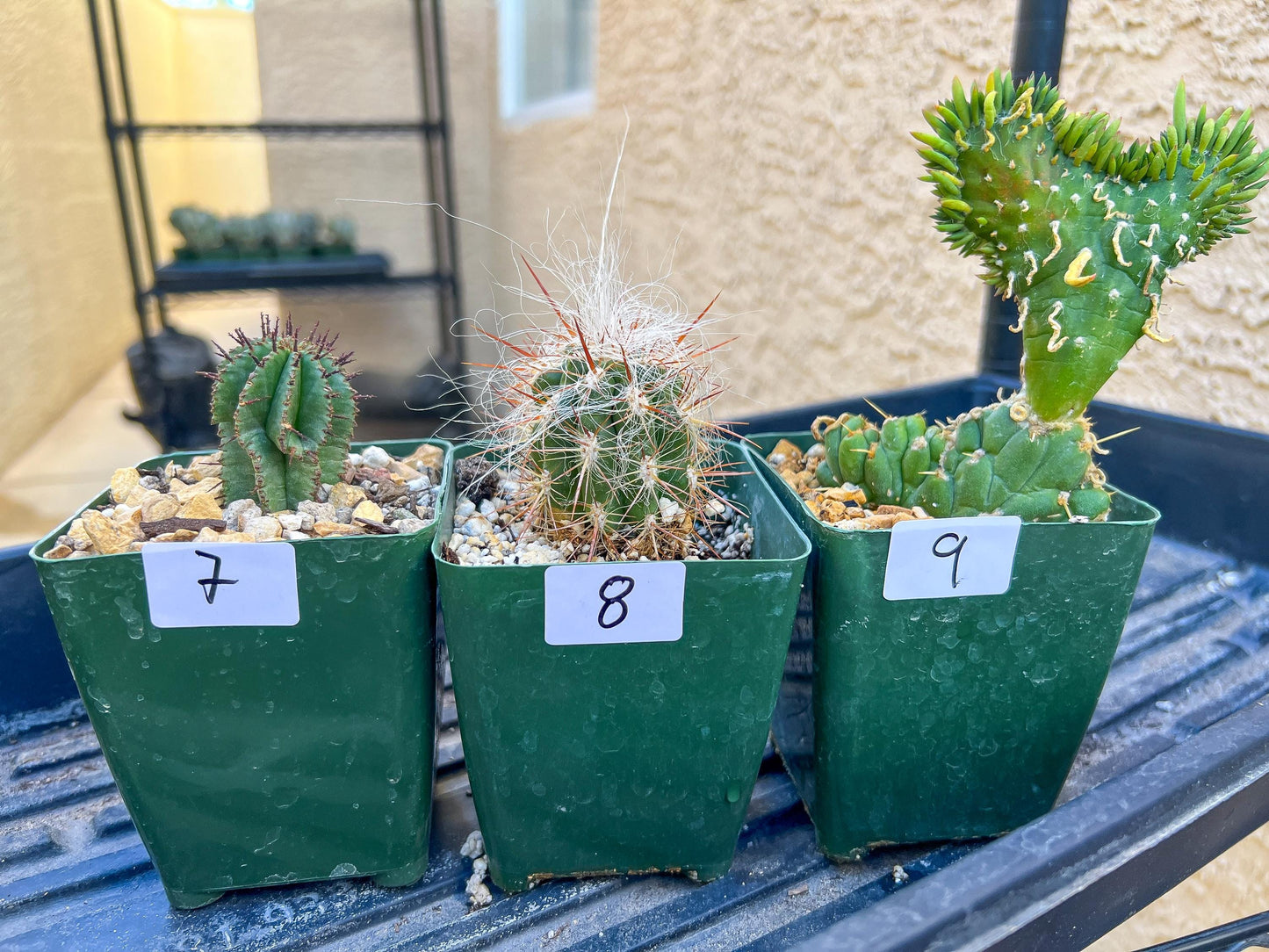 Rare Cactus Collections (C5/1~9) | Plant names listed in descriptions | 3.5" Pot