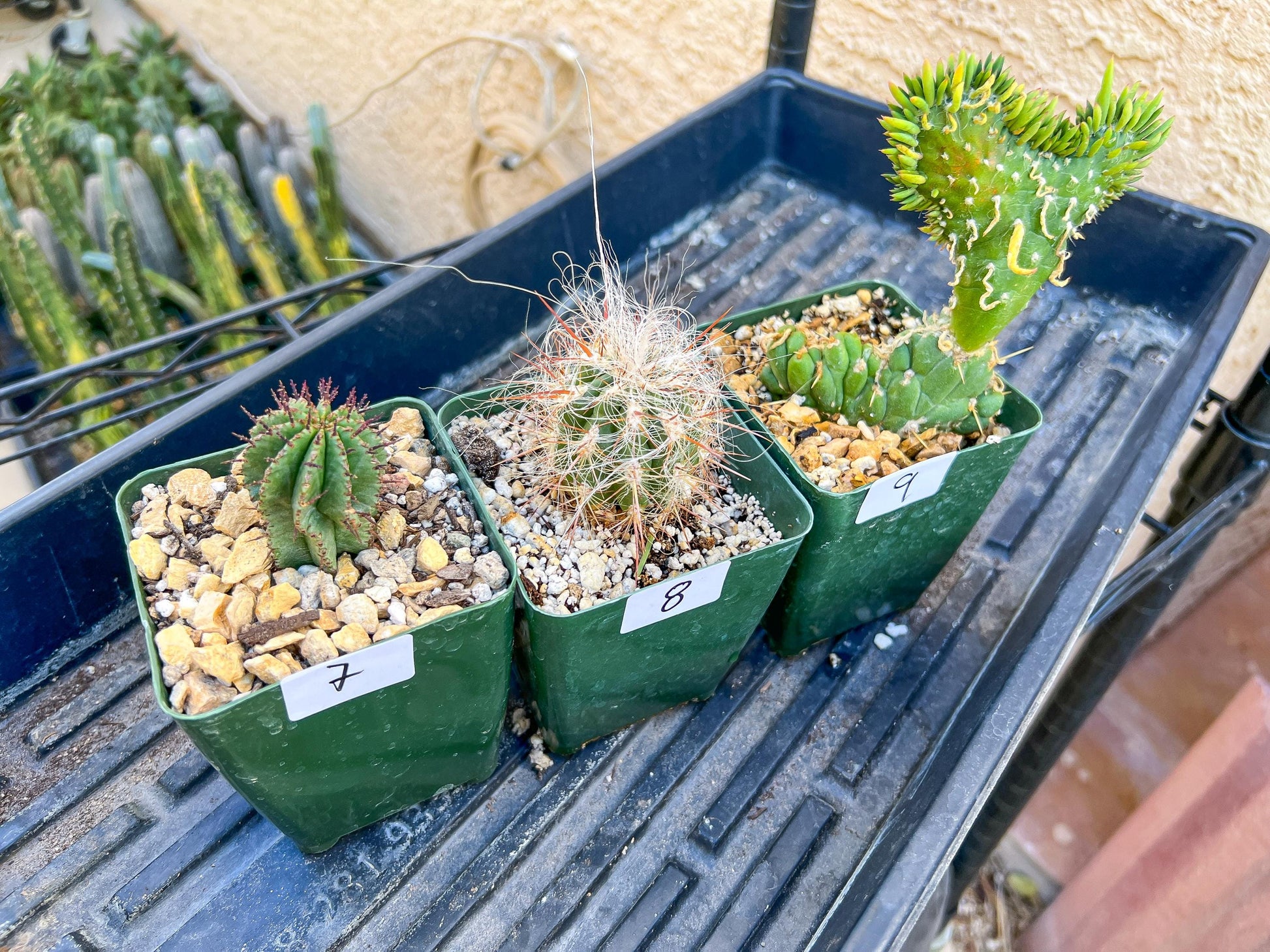 Rare Cactus Collections (C5/1~9) | Plant names listed in descriptions | 3.5" Pot