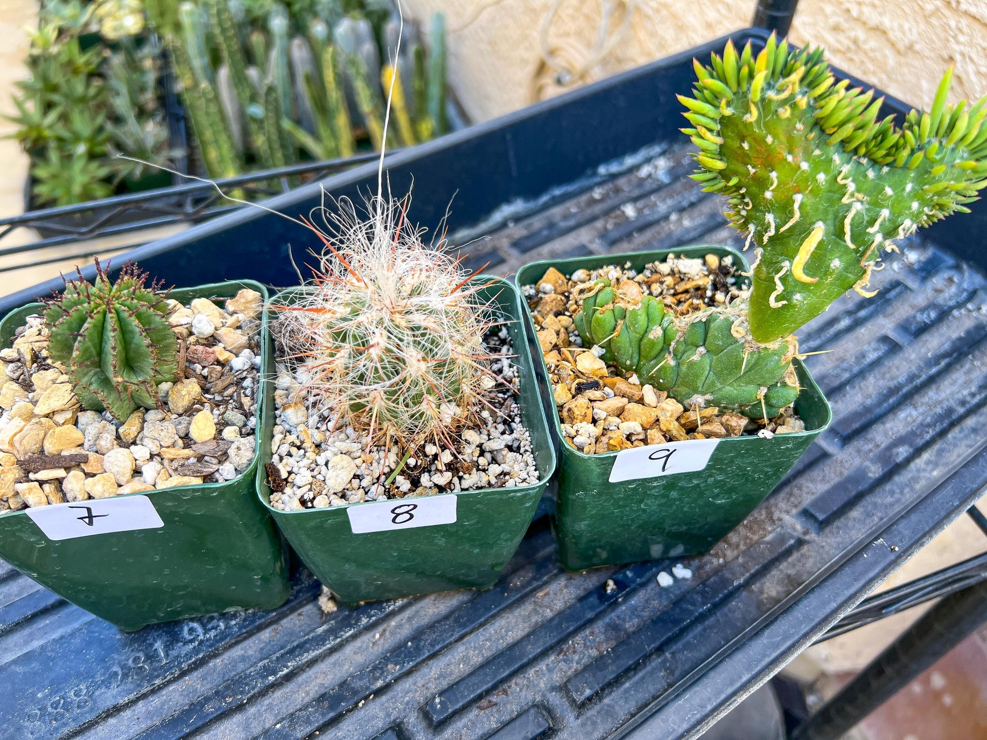 Rare Cactus Collections (C5/1~9) | Plant names listed in descriptions | 3.5" Pot