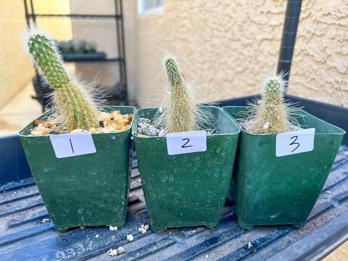 Rare Cactus Collections (C1/1~9) | Plant names listed in descriptions | 3.5" Pot