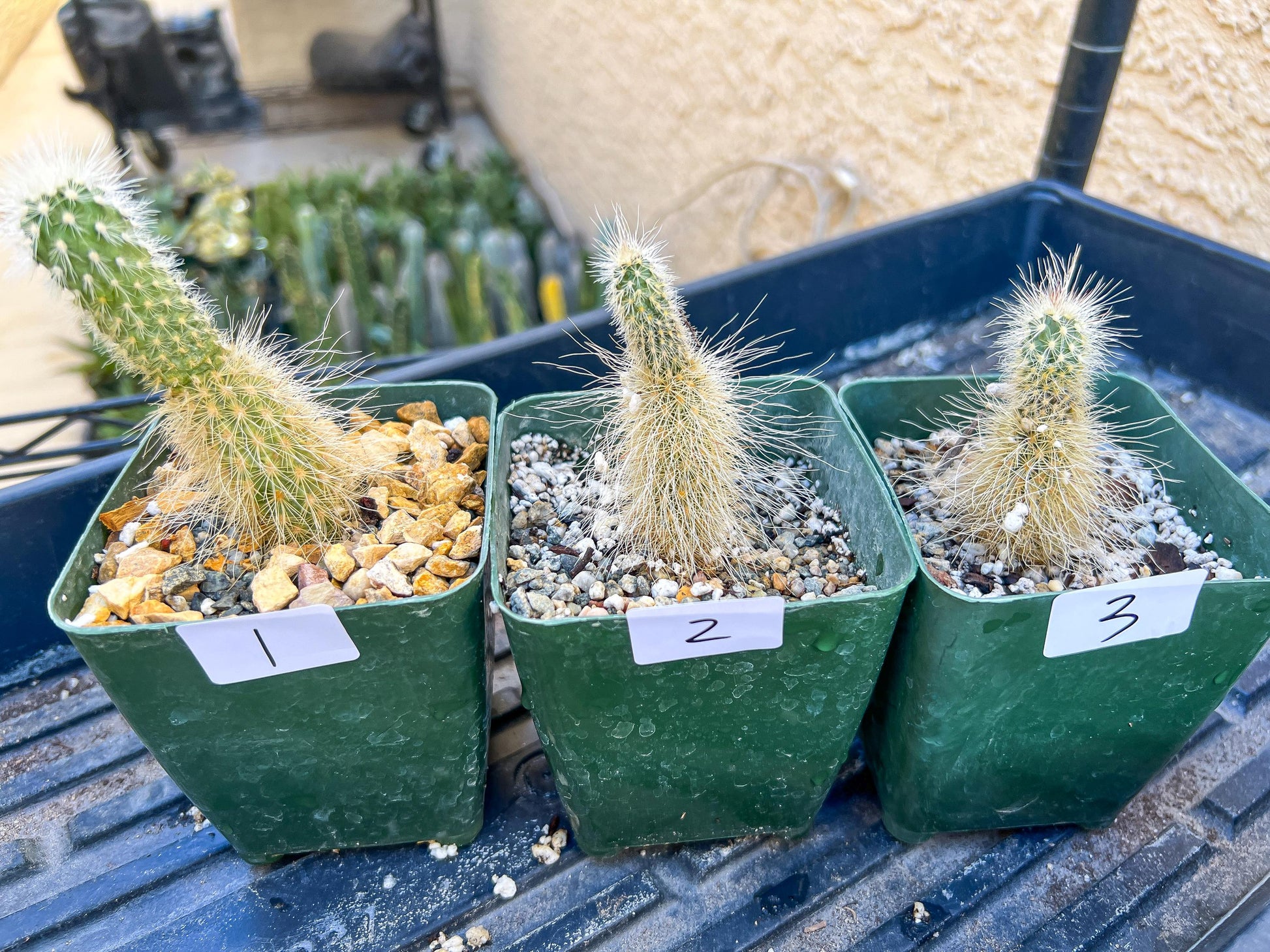 Rare Cactus Collections (C1/1~9) | Plant names listed in descriptions | 3.5" Pot