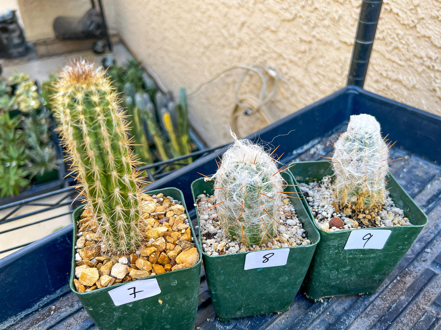 Rare Cactus Collections (C1/1~9) | Plant names listed in descriptions | 3.5" Pot