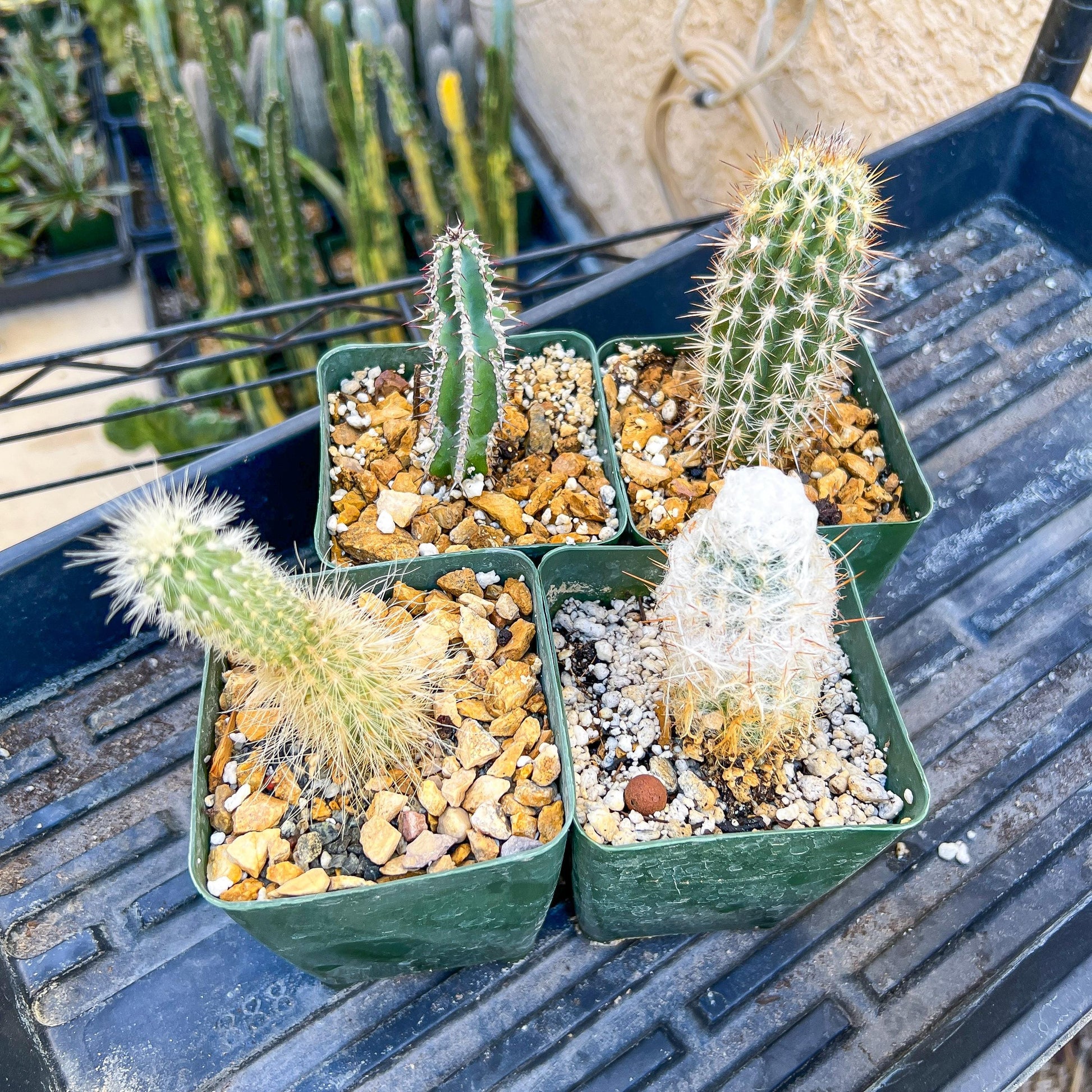 Rare Cactus Collections (C1/10~15) | Plant names listed in descriptions | 3.5" Pot