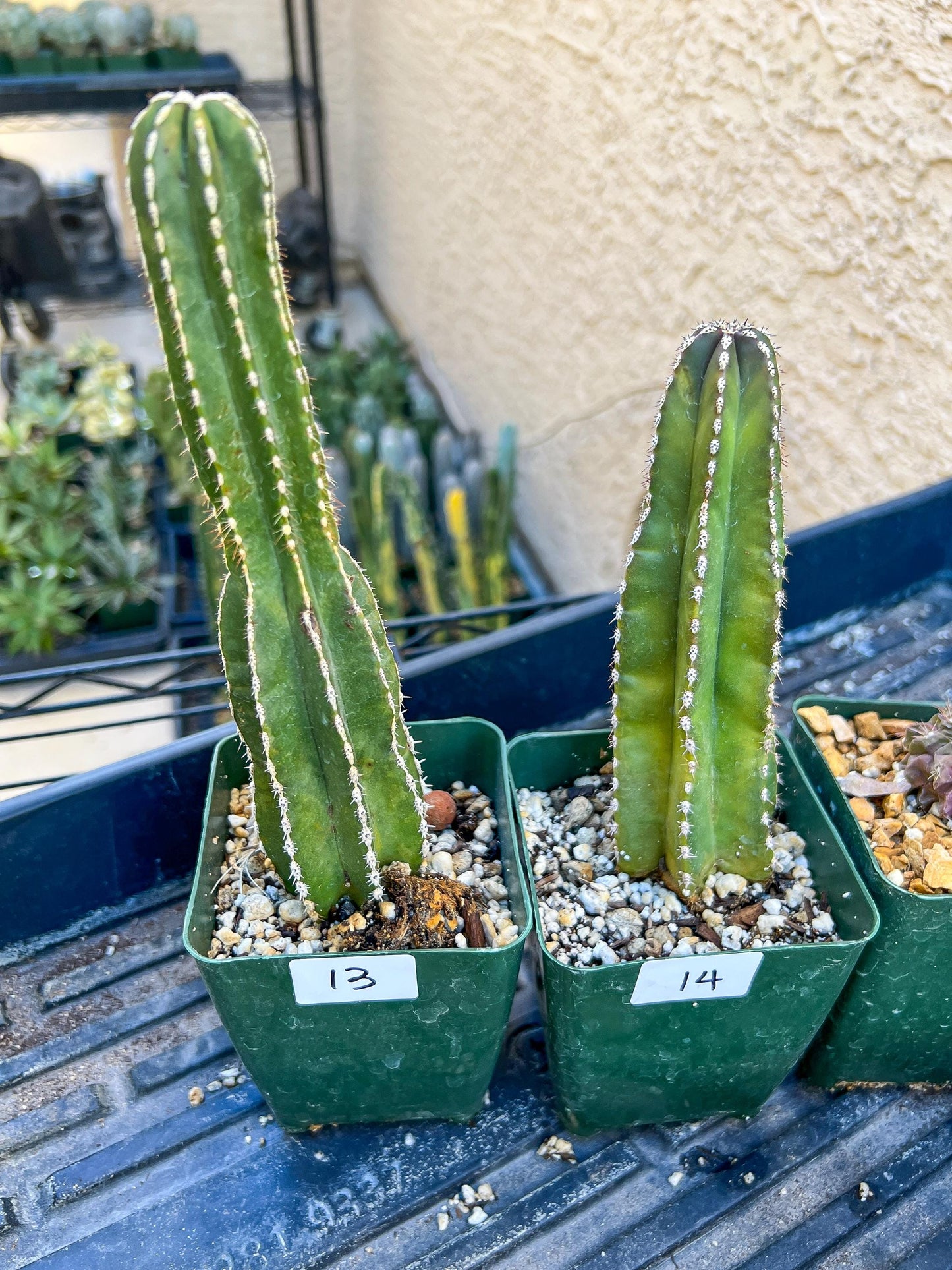 Rare Cactus Collections (C1/10~15) | Plant names listed in descriptions | 3.5" Pot