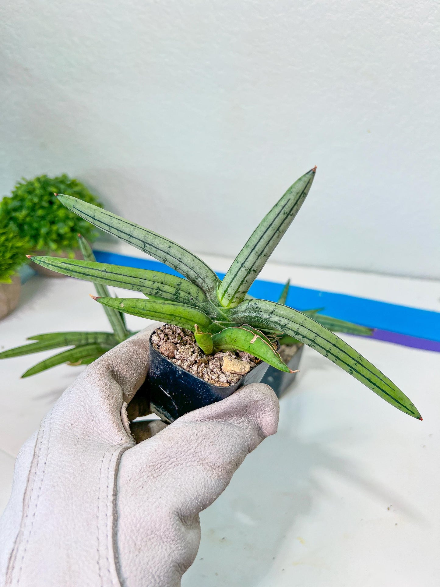 Sansevieria Akuola Ocha (#RA2) | New Imported Plants | 2" Pot