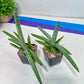 Sansevieria Akuola Ocha (#RA2) | New Imported Plants | 2" Pot