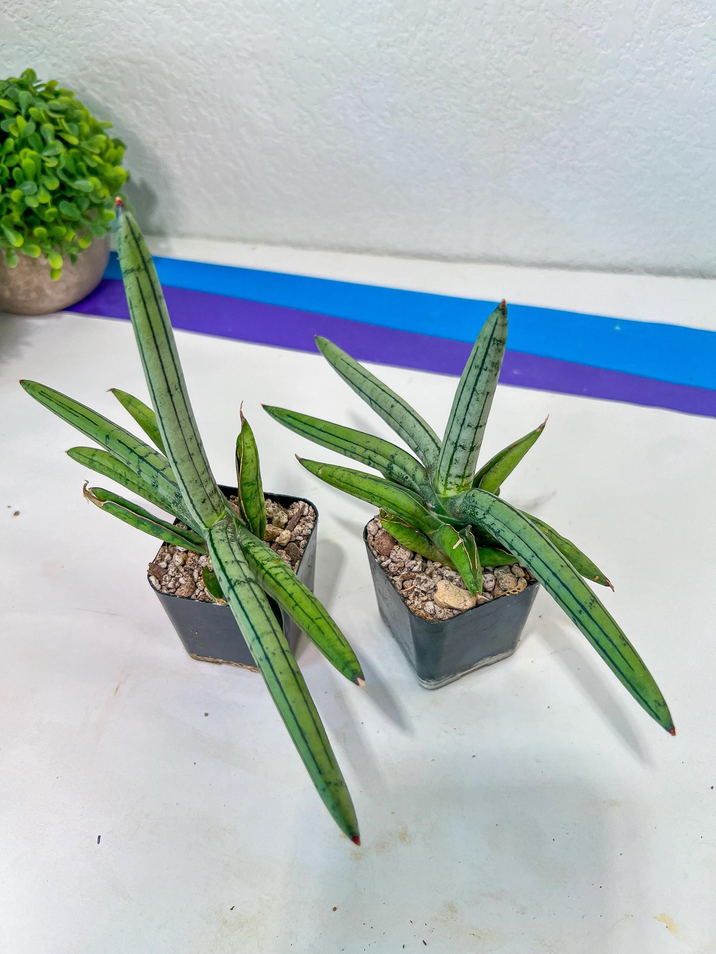 Sansevieria Akuola Ocha (#RA2) | New Imported Plants | 2" Pot