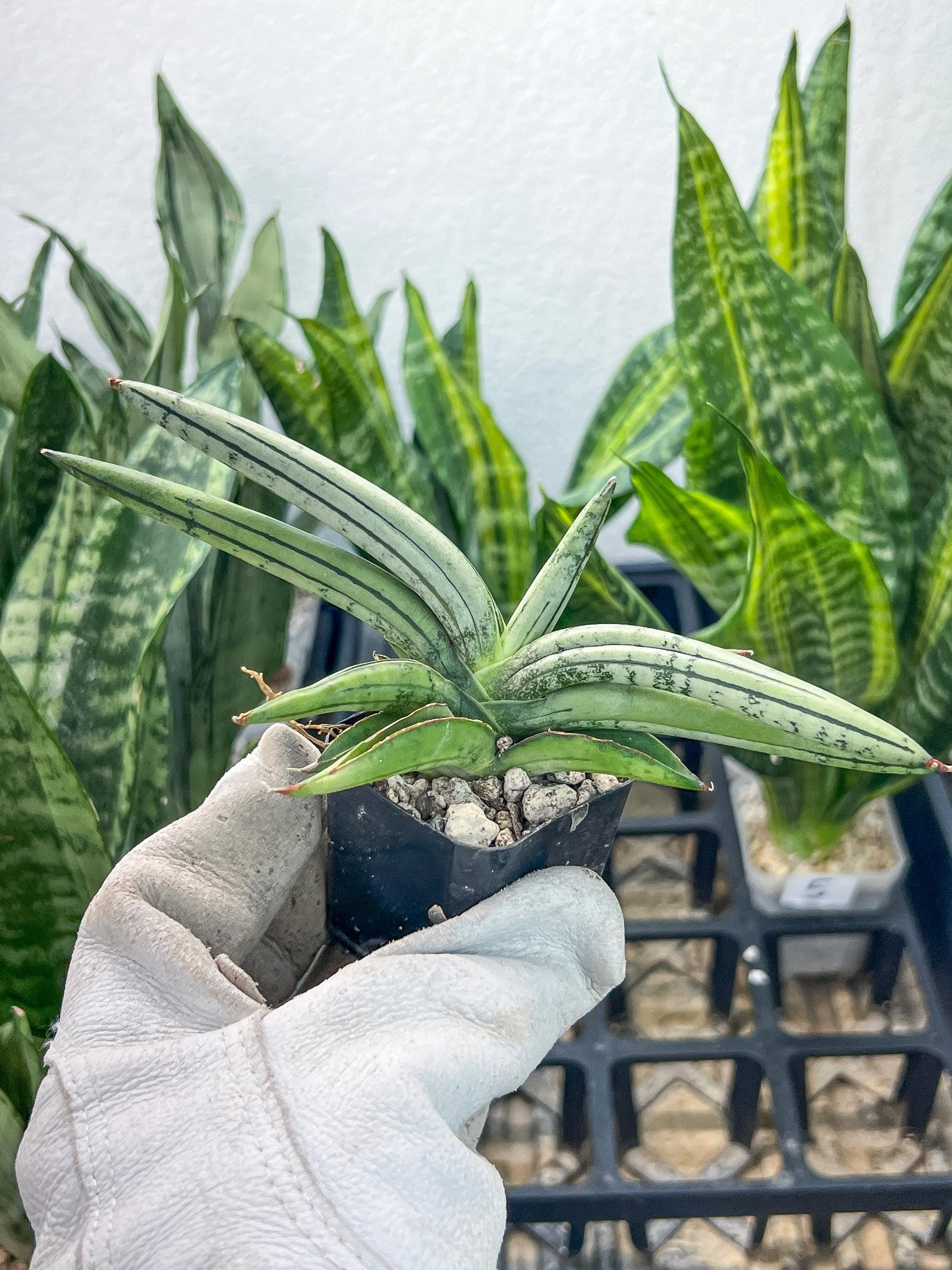 Sansevieria Akuola Ocha (#RA2) | New Imported Plants | 2" Pot