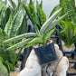 Sansevieria Akuola Ocha (#RA2) | New Imported Plants | 2" Pot