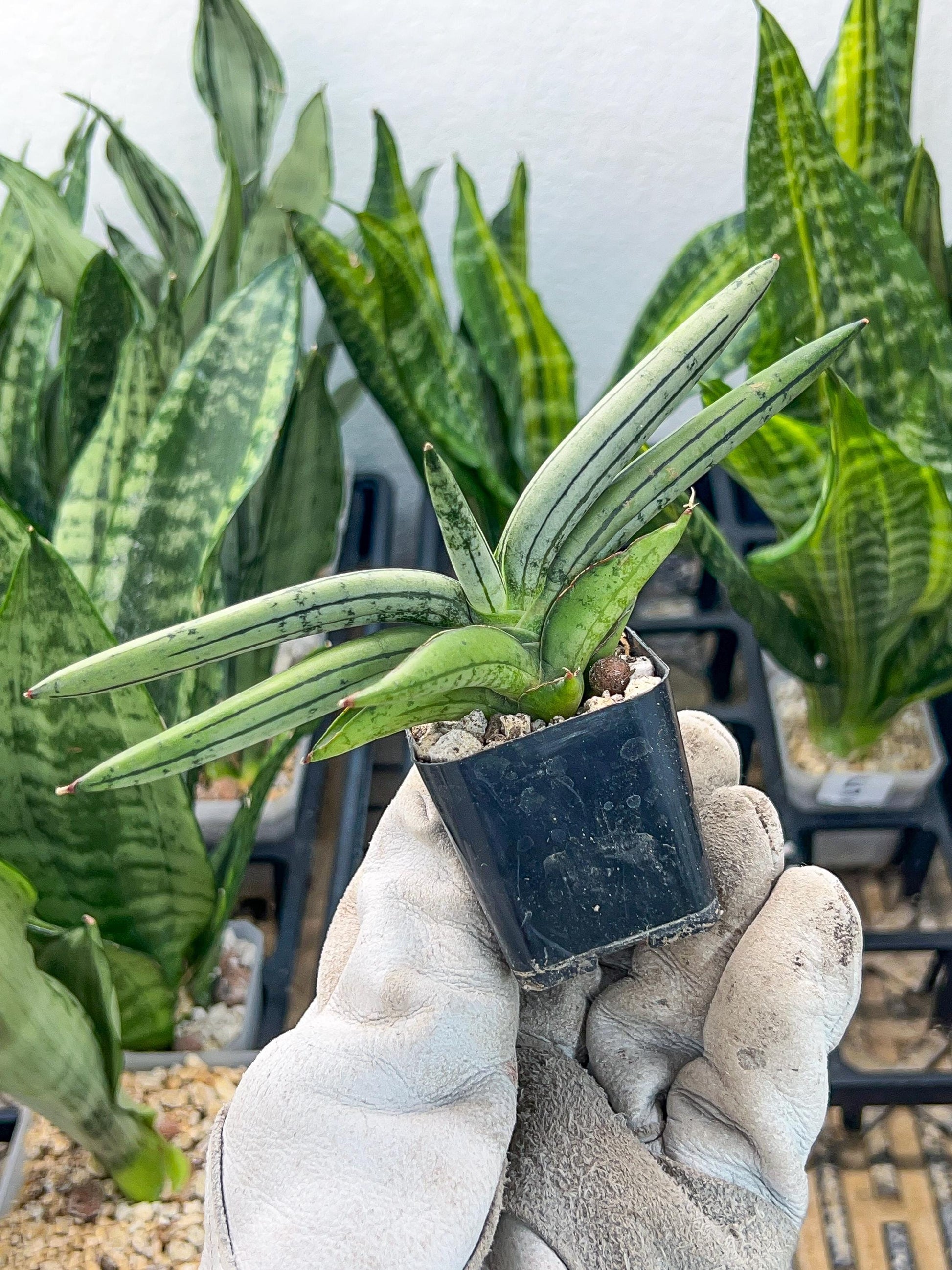 Sansevieria Akuola Ocha (#RA2) | New Imported Plants | 2" Pot