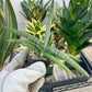 Sansevieria Akuola Ocha (#RA2) | New Imported Plants | 2" Pot