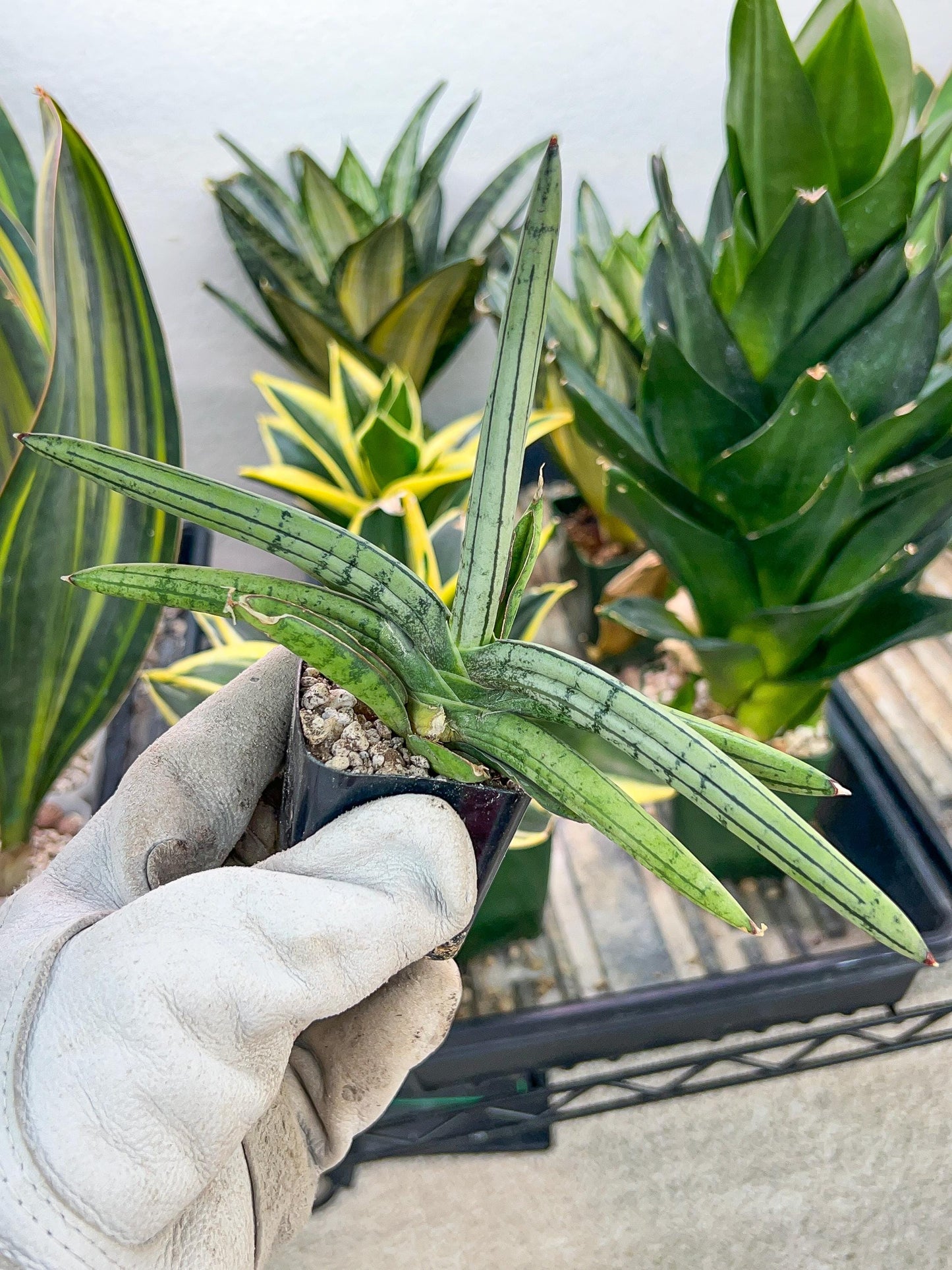 Sansevieria Akuola Ocha (#RA2) | New Imported Plants | 2" Pot