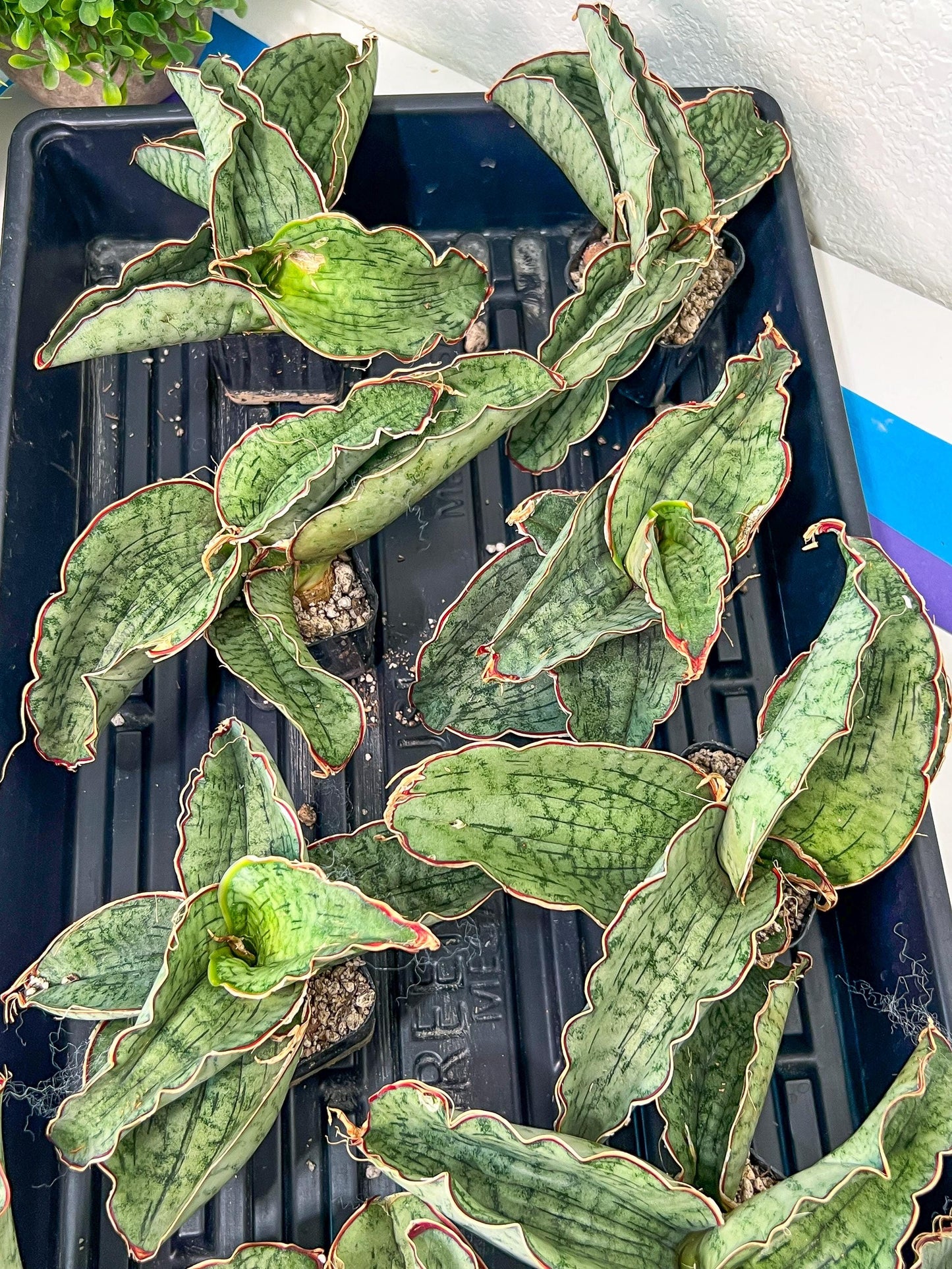 Sansevieria Kirkii Silver Blue (#RA7) | Imported Indoor Snake Plant