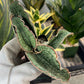 Sansevieria Kirkii Silver Blue (#RA7) | Imported Indoor Snake Plant