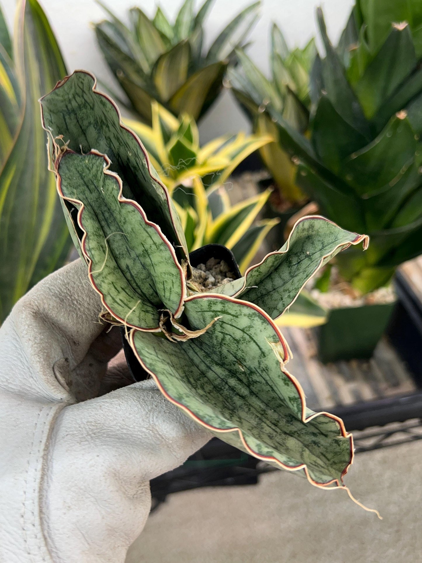 Sansevieria Kirkii Silver Blue (#RA7) | Imported Indoor Snake Plant