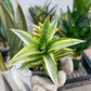 Sansevieria Gabrilla White (#RA10) | Imported Indoor Snake Plant | 2" Planter