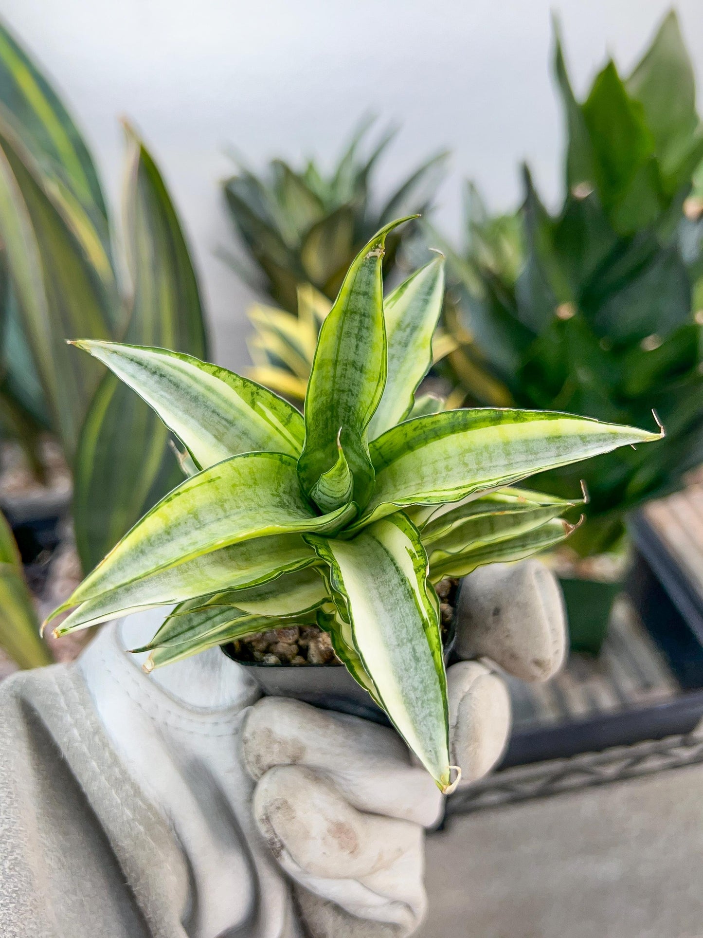 Sansevieria Gabrilla White (#RA10) | Imported Indoor Snake Plant | 2" Planter