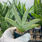 Sansevieria Iceman (#RA17) | Imported House Plants | 2" Pots