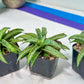 Sansevieria Honeymoon PUPS (#RA16) | New Imported Plants | 2" Pot