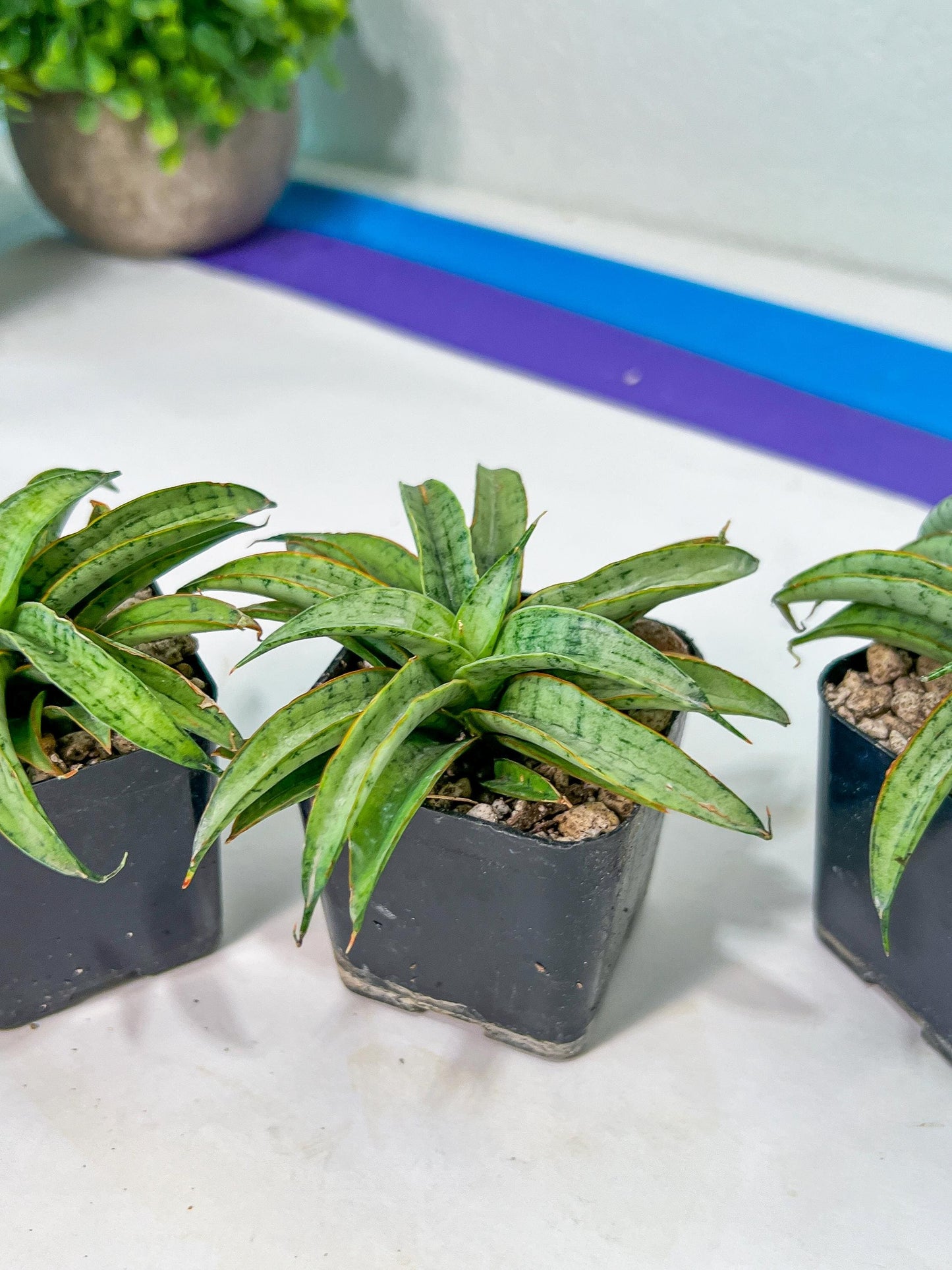 Sansevieria Honeymoon PUPS (#RA16) | New Imported Plants | 2" Pot