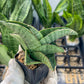 Sansevieria Hobbit (#RA19) | Imported Indoor Snake Plant | 2" Planter