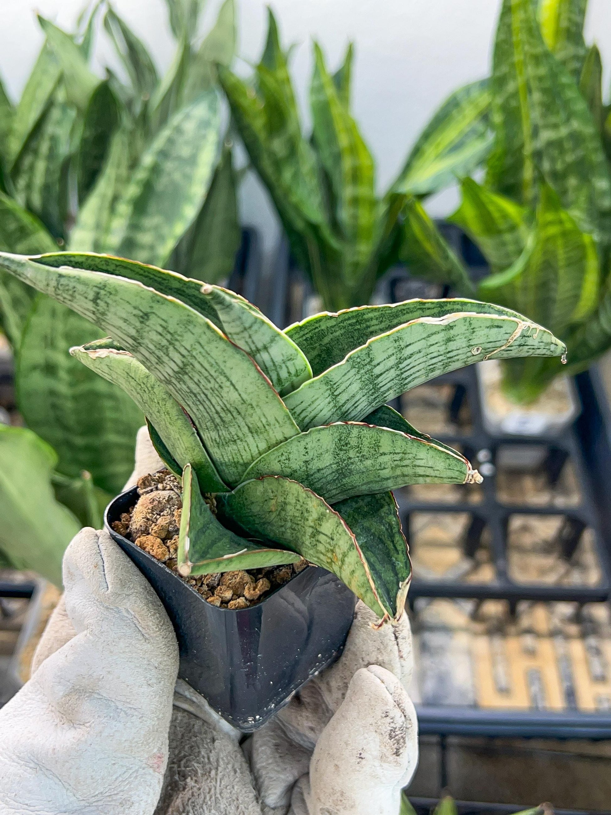 Sansevieria Hobbit (#RA19) | Imported Indoor Snake Plant | 2" Planter