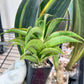 Sansevieria Zeleno Caj (#RA20) | New type of Imported Hybrids | 2" Pot