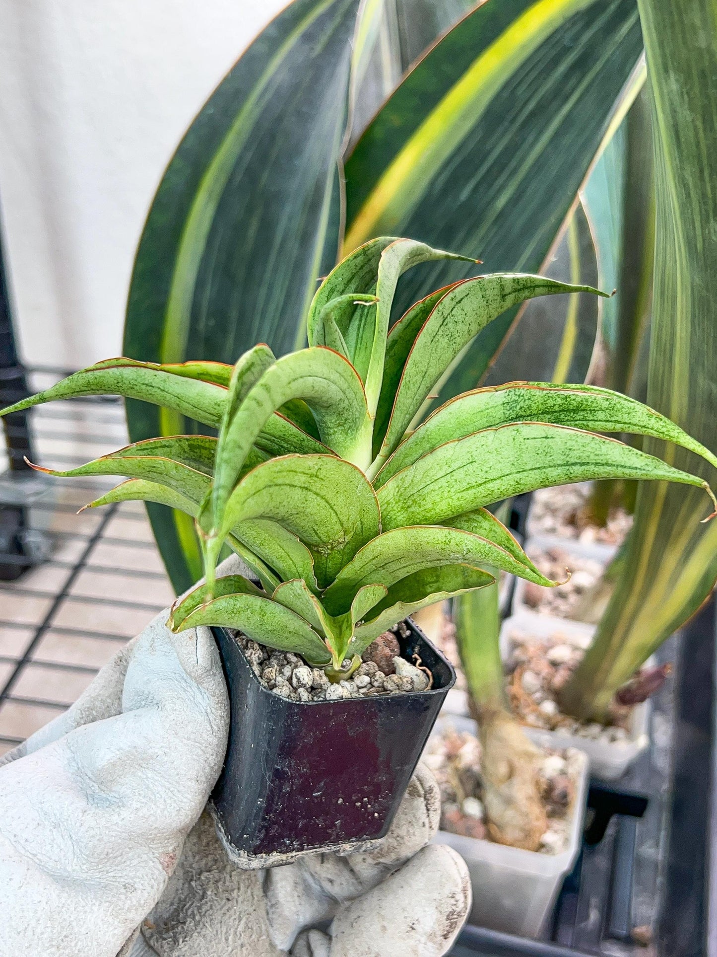 Sansevieria Zeleno Caj (#RA20) | New type of Imported Hybrids | 2" Pot