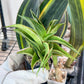 Sansevieria Zeleno Caj (#RA20) | New type of Imported Hybrids | 2" Pot