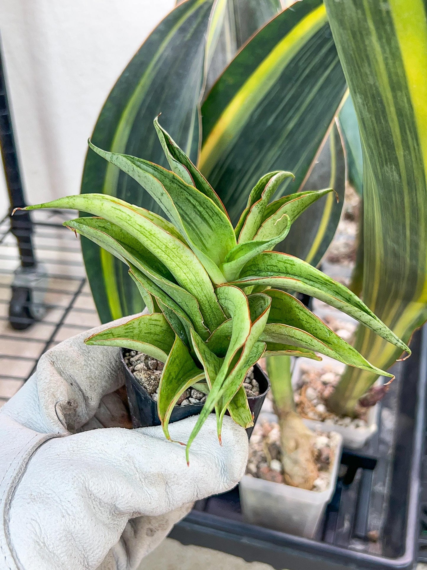 Sansevieria Zeleno Caj (#RA20) | New type of Imported Hybrids | 2" Pot