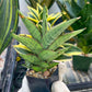 Sansevieria Nonlaw (#RA24) | Imported House Plants | Snake plant | 2' POT