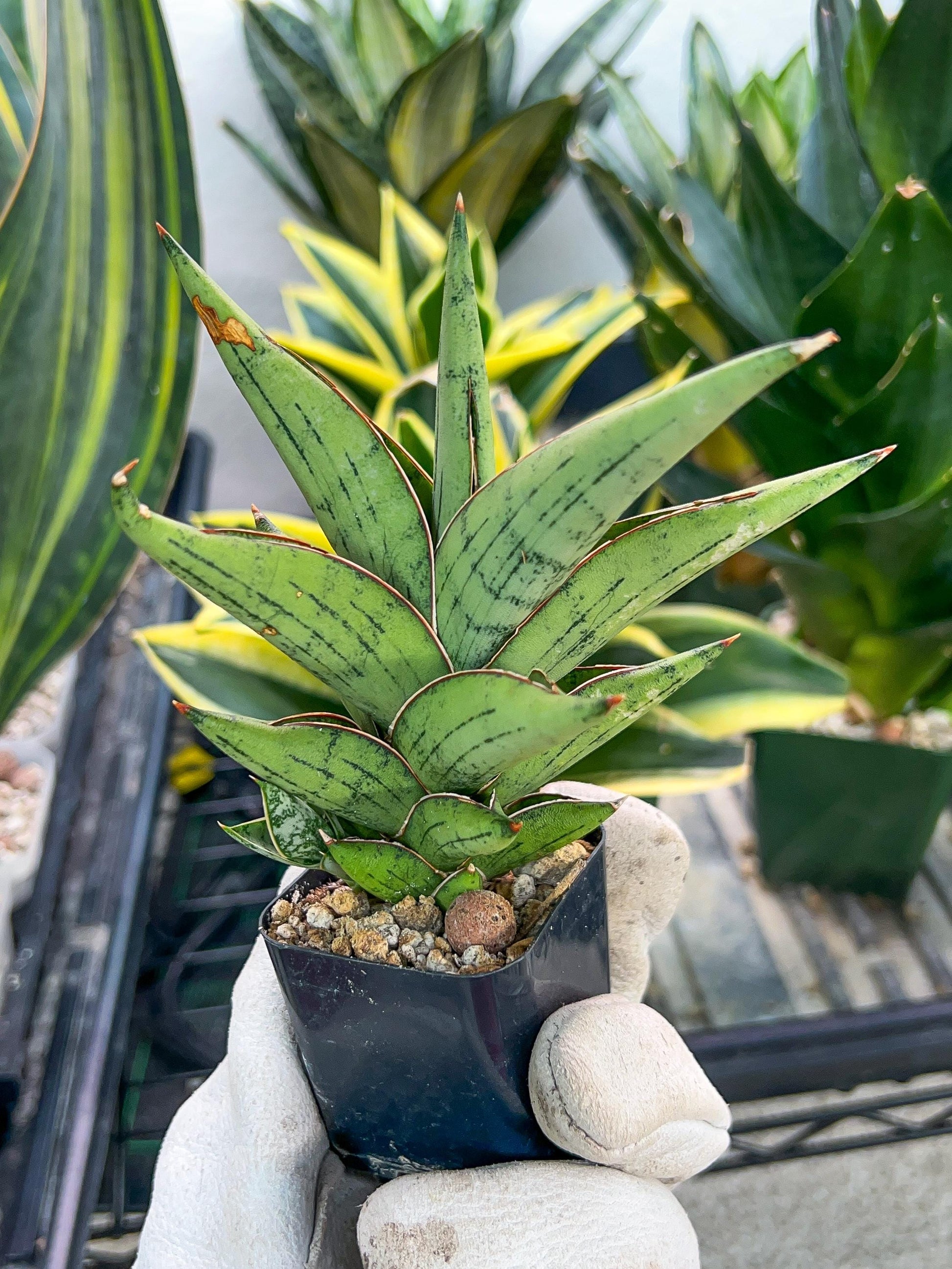 Sansevieria Nonlaw (#RA24) | Imported House Plants | Snake plant | 2' POT