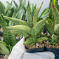 Sansevieria Nonlaw (#RA24) | Imported House Plants | Snake plant | 2' POT