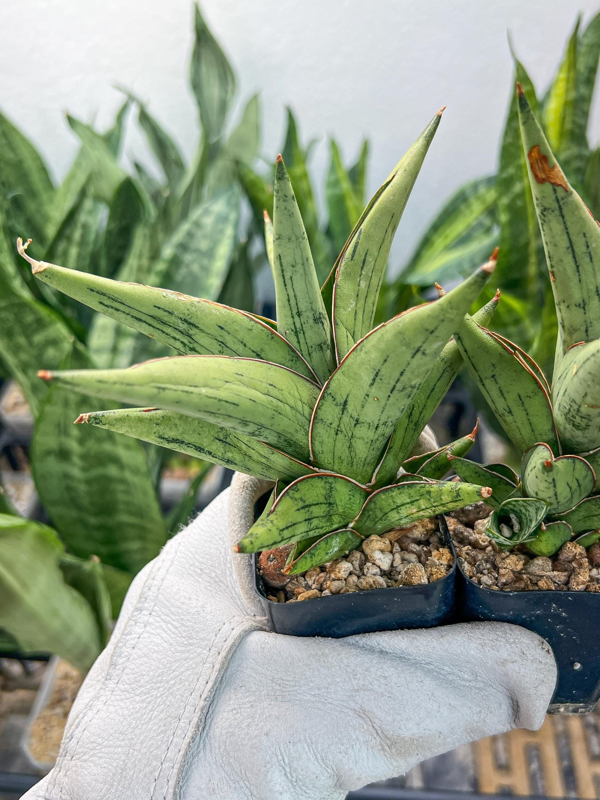 Sansevieria Nonlaw (#RA24) | Imported House Plants | Snake plant | 2' POT