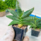 Sansevieria Black Zumo (#RA27) | New type of Imported Hybrids | 2" Pot